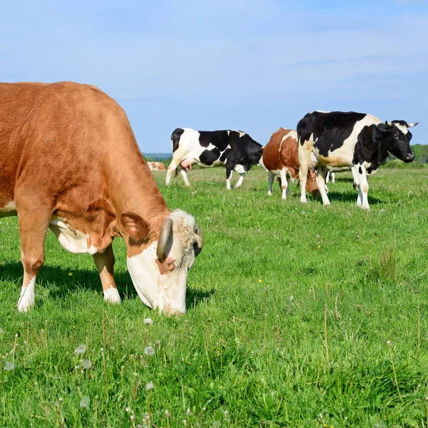 Las Vacas Pasto Verano — Foto de Stock