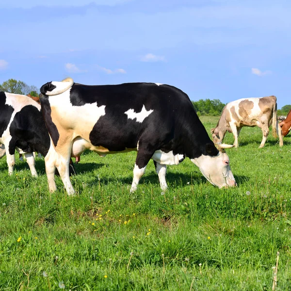 Las Vacas Pasto Verano —  Fotos de Stock