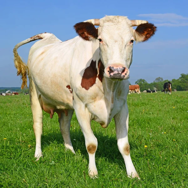 Koe Een Zomerweide — Stockfoto