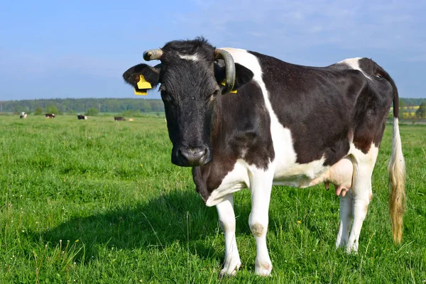 Krowa Letnim Pastwisku — Zdjęcie stockowe