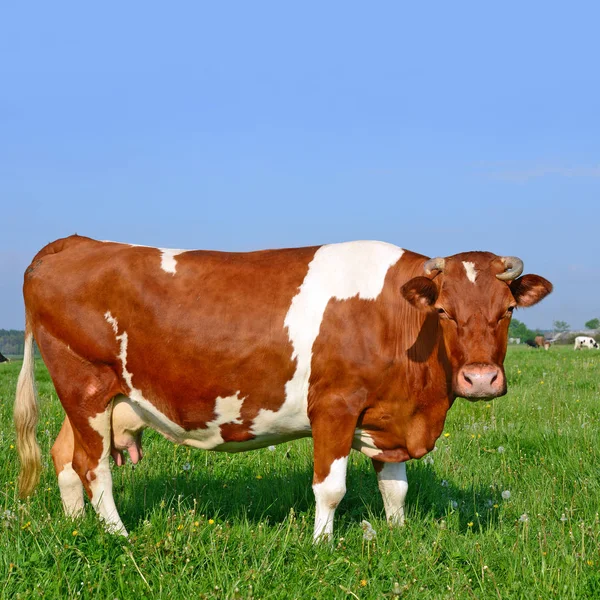 Koe Een Zomerweide — Stockfoto