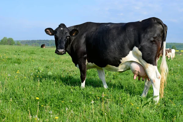 Vaca Pasto Verão — Fotografia de Stock