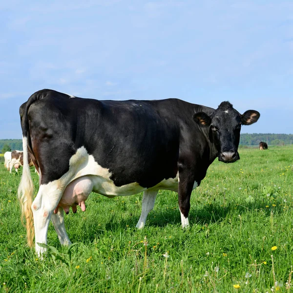 Cow Summer Pasture — Stock Photo, Image