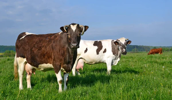 Tehenek Nyári Legelőn — Stock Fotó