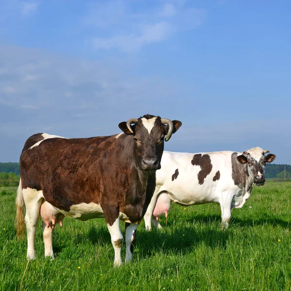 Las Vacas Pasto Verano —  Fotos de Stock