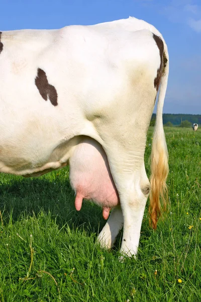 Вымя Молодой Коровы — стоковое фото