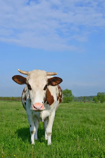 Vache Dans Pâturage Été — Photo