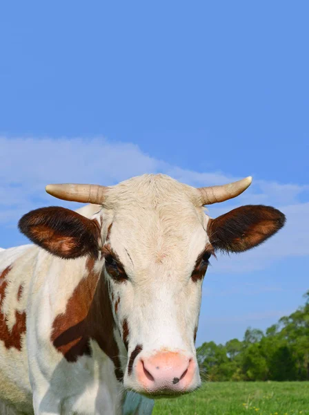 Vache Dans Pâturage Été — Photo