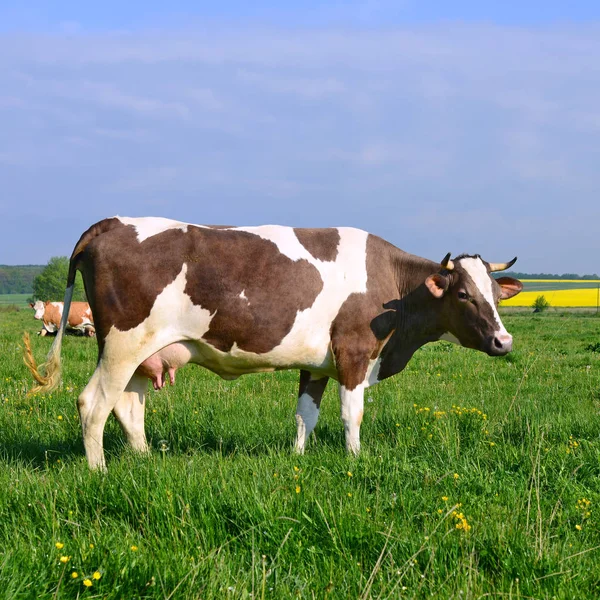 Koe Een Zomerweide — Stockfoto