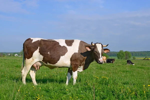 Vaca Pasto Verão — Fotografia de Stock