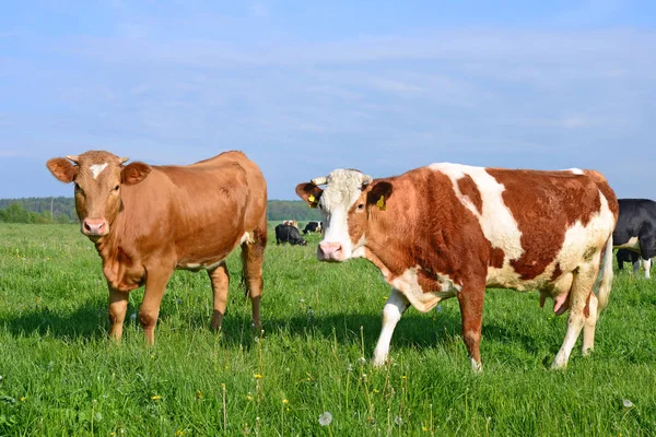 Vaches Sur Pâturage Été — Photo