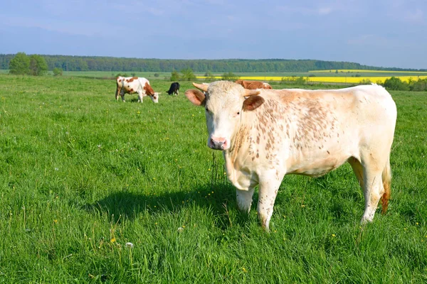 Das Kalb Auf Der Sommerweide — Stockfoto