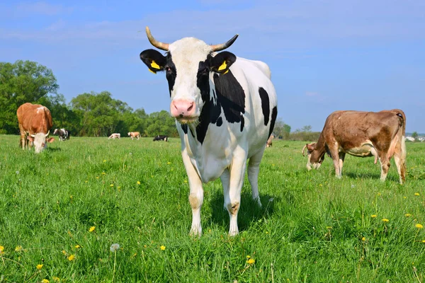 Koe Een Zomerweide — Stockfoto