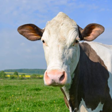 Yaz otlağında inek