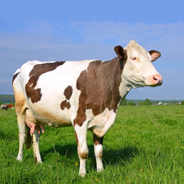 Yaz otlağında inek