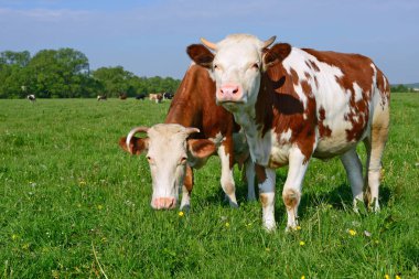 Yaz mera üzerinde anne yanında buzağı