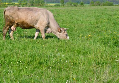 Yaz otlağında inek