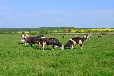 Yaz otlağında inekler