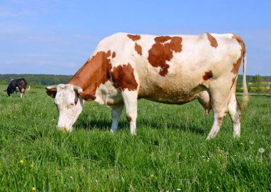 Çayırdaki şirin ineği kapatın.