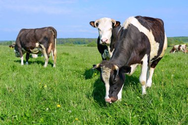 Yaz otlağında inekler