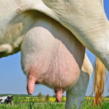 . genç bir inek bir meme yakın çekim.