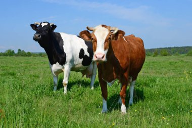 Yaz otlağında inekler