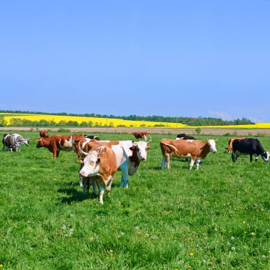 Yaz otlağında inekler