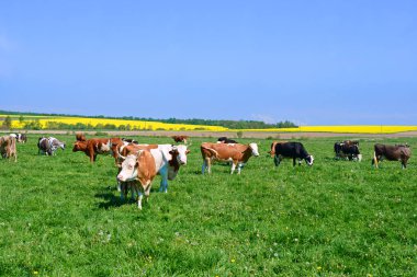 Yaz otlağında inekler