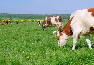 Yaz otlağında inekler