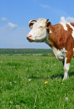 Yaz otlağında inek