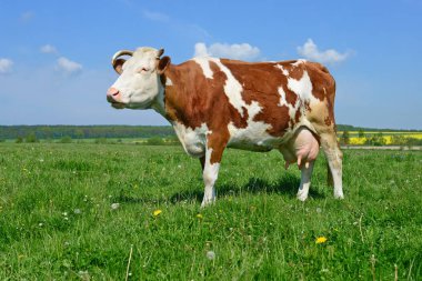 Yaz otlağında inek