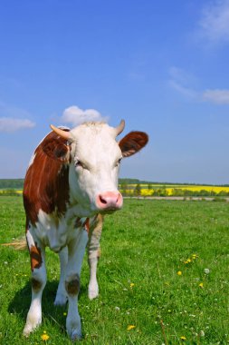 bir yaz mera derisindeki