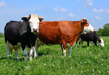 Yaz otlağında inekler