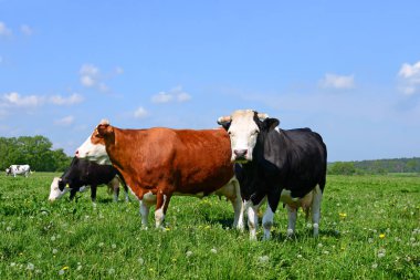 Yaz otlağında inekler