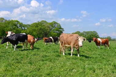 Yaz otlağında inekler