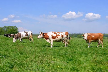 Yaz otlağında inekler