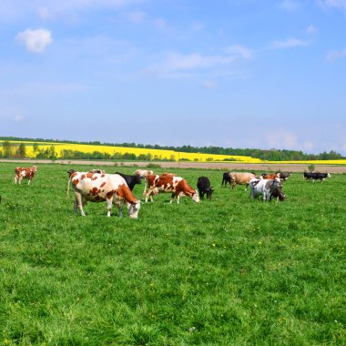 Yaz otlağında inekler