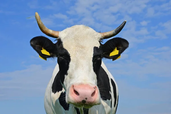 Head of a cow against the sky