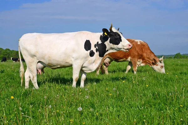 Las Vacas Pasto Verano —  Fotos de Stock