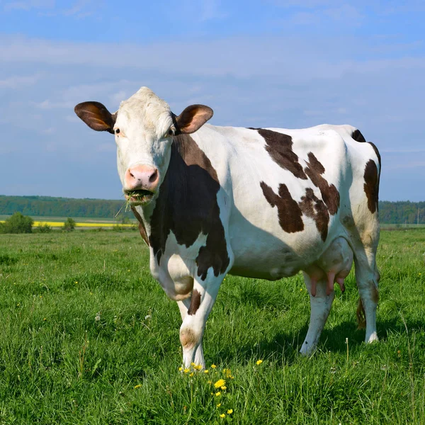 Vache Dans Pâturage Été — Photo