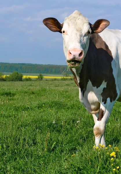 Koe Een Zomerweide — Stockfoto