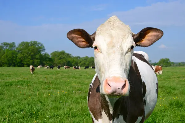 Vache Dans Pâturage Été — Photo