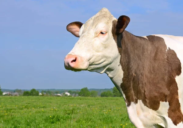Kuh Auf Einer Sommerweide — Stockfoto