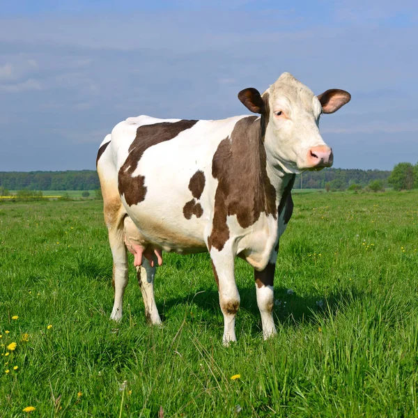 Vaca Pasto Verano — Foto de Stock