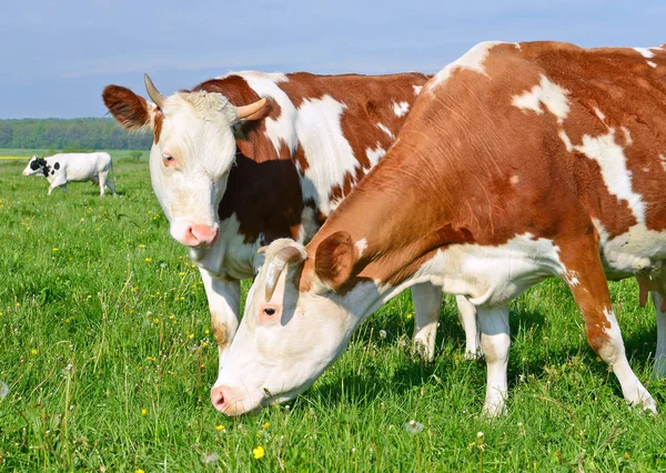 Borjú Közelében Anya Nyári Legelőn — Stock Fotó