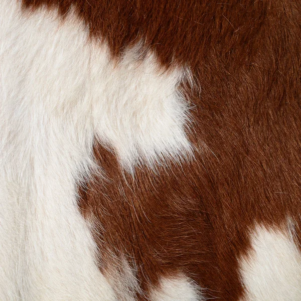 Fragmento Piel Vaca —  Fotos de Stock