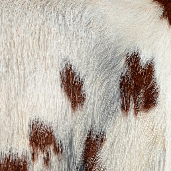 Fragment Kůže Kráva — Stock fotografie