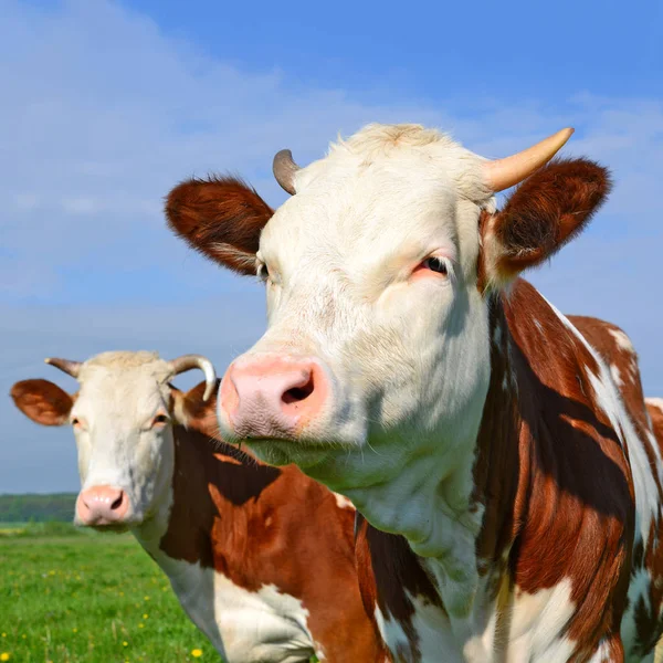 Las Vacas Pasto Verano —  Fotos de Stock