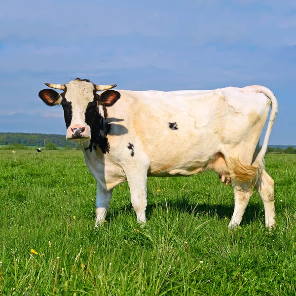 Vache Dans Pâturage Été — Photo