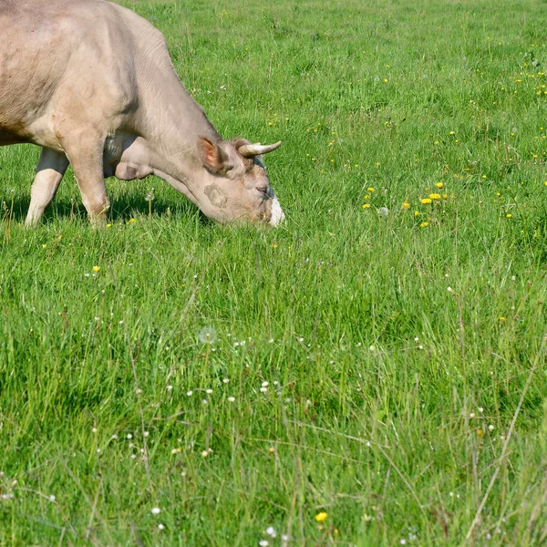 Koe Een Zomerweide — Stockfoto